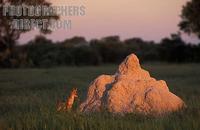 ...Black backed jackal next to termite mound , Canis mesomelas , Hwange National Park , Zimbabwe st