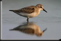 Semipalmated Sandpiper, Jamaica Bay, NY