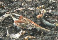 Rustic Bunting