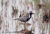 검은가슴물떼새 Pacific Golden Plover Pluvialis fulva