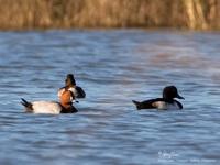 Common Pochard (left bird facing camera)