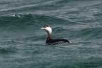 귀뿔농병아리(Podiceps auritus)  (Horned Grebe)