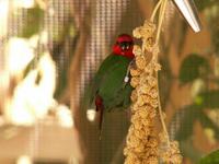 Red-throated Parrotfinch