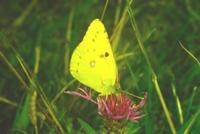 Colias croceus