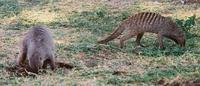 Photograph of two banded mongoose foraging for food