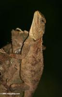 Agama lizard in Uganda