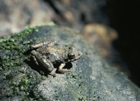 : Acris crepitans blanchardi; Blanchard's Cricket Frog