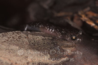 : Aneides lugubris; Arboreal Salamander