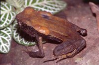 : Bufo haematiticus