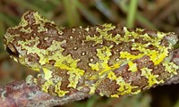 : Dendropsophus nahdereri