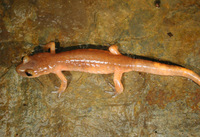 : Ensatina eschscholtzii eschscholtzii; Monterey Salamander