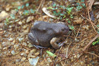 : Glyphoglossus molossus