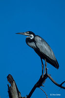 : Ardea melanocephala; Black-headed Heron