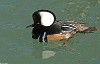 : Lophodytes cucullatus; Hooded Merganser