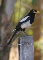 : Pica nuttalli; Yellow-billed Magpie