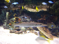 : Sphyraena barracuda; Great Barracuda (juvenile)