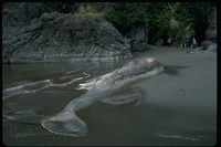 : Eschrichtius robustus; Gray Whale