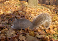 : Sciurus carolinensis; Grey Squirrel