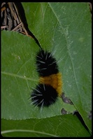 : Halisidota maculata; Yellow-spotted Tiger Moth