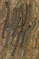 : Malacosoma disstria; Forest Tent Caterpillar;