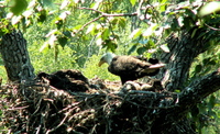 Bald Eagles, Potter's Marsh, Anchorage. Photo by Peggy Free. All rights reserved.