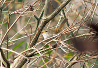 휘파람새 [bush warbler]