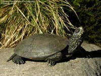 Europæisk sumpskildpadde (Emys orbicularis)  Foto/billede af