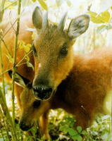 붉은영양 - 적반령 Naemorhedus cranbrooki Red Goral