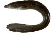 Longfin Eel - Anguilla reinhardtii