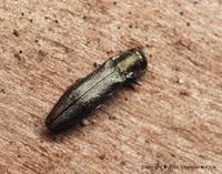 Agrilus angustulus - Oak Borer