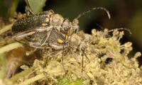 Cortodera humeralis humeralis