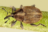 Sibinia pellucens