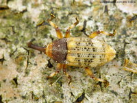 Pissodes piceae - European Silver Fir Weevil