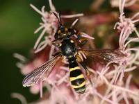 Conops quadrifasciatus