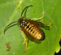 Vespula germanica - German Wasp