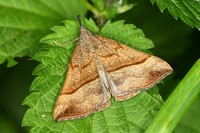 Hypena proboscidalis - The Snout