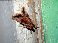 Autographa jota - Plain Golden Y