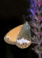 Coenonympha arcania - Pearly Heath