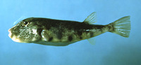 Sphoeroides maculatus, Northern puffer: fisheries, aquarium