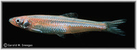 Notropis oxyrhynchus, Sharpnose shiner: