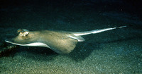 Dasyatis kuhlii, Bluespotted stingray: fisheries