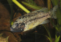 Pungu maclareni, : fisheries