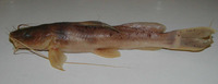 Bagrus ubangensis, :