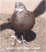 Grey Peacock-Pheasant, Polyplectron bicalcaratum