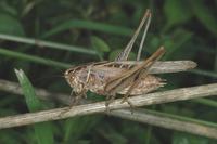 Tessellana tessellata