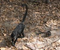 Image of: Lophocebus aterrimus (black mangabey)