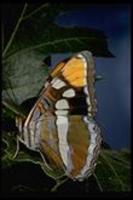 Image of: Adelpha bredowii