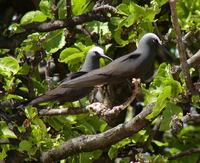 Anous minutus - Black Noddy