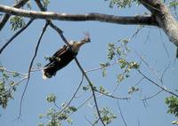 Opisthocomus hoazin - Hoatzin