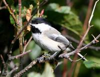 Parus atricapillus - Black-capped Chickadee